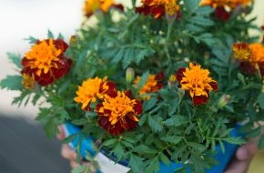 Blumenbüro: Exotische Gartenblüher laden zum Sommerfest ein / Fiesta im Außenbereich mit Mandevilla und Tagetes