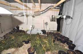 Polizeiinspektion Nienburg / Schaumburg: POL-NI: "Kommissar Zufall" führt Nienburger Polizei zu zwei Indoorplantagen -Bilder im Download-