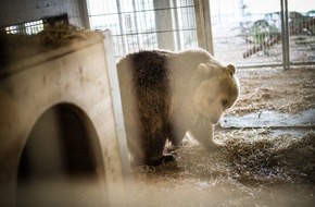 VIER PFOTEN - Stiftung für Tierschutz: Die Bären Sam und Jamila sind wohlbehalten im Arosa Bärenland eingetroffen