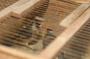 Komitee gegen den Vogelmord e. V.: Illegaler Handel mit Singvögeln bei Ebay - Behörden beschlagnahmen 15 Stieglitze in Oberhausen - Vogel des Jahres 2016