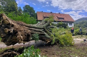 Feuerwehr Detmold: FW-DT: Kastanie gibt Windböe nach