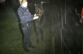 Polizei Hagen: POL-HA: Hagener Polizei fängt entlaufene Pferde