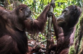VIER PFOTEN - Stiftung für Tierschutz: Borneo: 2022 werden die ersten Absolventen der ORANG-UTAN WALDSCHULE ausgewildert