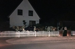 Polizeiinspektion Wilhelmshaven/Friesland: POL-WHV: Zehn Jungbullen in Varel ausgebrochen - Tierhalter konnte die Tiere mittels Anhänger zurückbringen