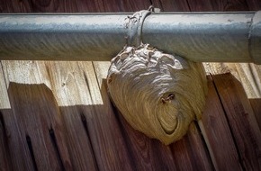 BUND: ++ Ökotipp: Kein Wespenstich zum Bienenstich: Was tun am Kaffeetisch und bei Wespennestern im Garten? ++