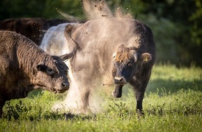 Heinz Sielmann Stiftung: PM Wilde Weiden für die Heide – Heinz Sielmann Stiftung setzt verstärkt auf ganzjährige Beweidung in der Döberitzer Heide