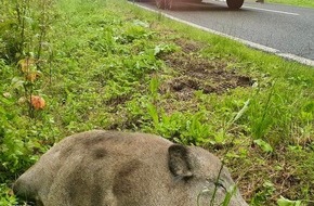 Polizei Paderborn: POL-PB: Autofahrer bei Wildunfall verletzt