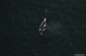 IFAW Deutschland: Nordatlantische Glattwale vor US K&uuml;ste in Lebensgefahr
