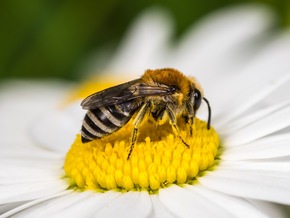 🐝Lust auf Naturschutz? Multimediale Angebote von Experten