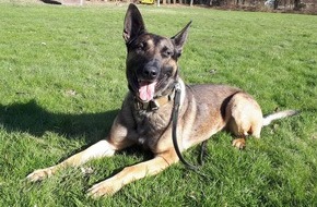 Polizeipr&auml;sidium Nordhessen: POL-KS: Polizeihund Argos stellt Einbrecher in Lagerraum von Haushaltswarengesch&auml;ft