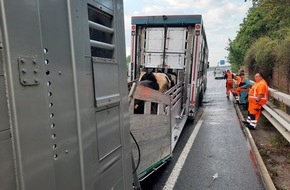 Verkehrsdirektion Mainz: POL-VDMZ: Brennender Tiertransporter auf der A61 - 30 Rinder unverletzt