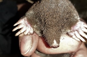 VIER PFOTEN - Stiftung für Tierschutz: Maulwürfe sind nützliche Gartenhelfer