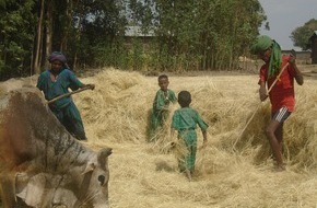 Stiftung Menschen für Menschen Schweiz: Nothilfe mit Teff-Saat erfolgreich: Flutopfer können in ihrer Heimat bleiben