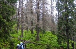 Albert-Ludwigs-Universität Freiburg: Baumsterben im Schwarzwald nimmt zu – Klimawandel zentraler Treiber