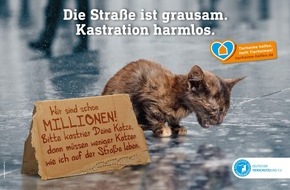 Deutscher Tierschutzbund e.V.: PM - Nachhaltiger Katzenschutz in Niedersachsen - Kastrations-Aktion startet