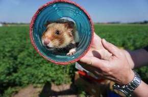 Verband der Zoologischen Gärten (VdZ): Von Hamster bis Wisent / Zooverband fordert geeignete Artenschutzmaßnahmen