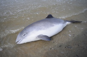 18. Mai | Internationaler Tag des Ostsee-Schweinswals: Schauspieler Doğuhan Kabadayı und Whale and Dolphin Conservation fordern effektiven Schutz für die letzten Schweinswale