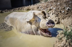 VIER PFOTEN - Stiftung für Tierschutz: Schweizer Massentierhaltung verdirbt den Appetit / VIER PFOTEN unterstützt die Initiative gegen Massentierhaltung