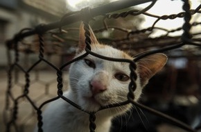 VIER PFOTEN - Stiftung für Tierschutz: Un succès pour QUATRE PATTES: le secteur du tourisme s’élève contre la cruauté envers les animaux
