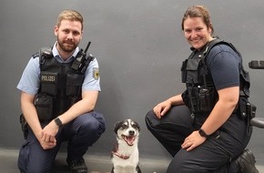 Bundespolizeiinspektion Hamburg: BPOL-HH: Fall 1: Tierischer Besuch im Bundespolizeirevier am Hauptbahnhof- Süßer Mischlingshund fährt alleine in der U-Bahn-