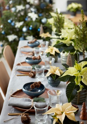 Die schönsten Tischdeko-Ideen mit dem Weihnachtsstern Jetzt wird&#039;s festlich!