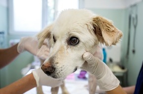 VIER PFOTEN - Stiftung für Tierschutz: Keine Angst vor dem Tierarzt