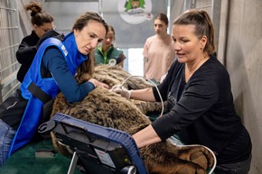 Gesundheit für ein besseres Bärenleben: Vet-Check bei Sam im Arosa Bärenland