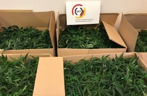 Bundespolizeiinspektion Bad Bentheim: BPOL-BadBentheim: Innerhalb weniger Tage zum zweiten Mal mit Cannabispflanzen erwischt / 505 Pflanzen sichergestellt