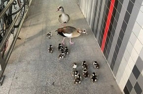 Polizeidirektion Bad Kreuznach: POL-PDKH: Tierischer Einsatz auf der B48 - Entenfamilie sorgt f&uuml;r kurzzeitige Stra&szlig;ensperrung