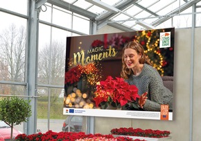 Mehr Erfolg im Weihnachtsgeschäft: Nur noch bis zum 18. September - Weihnachtsstern-Werbemittel sichern