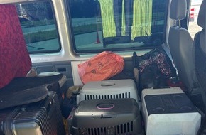 Hauptzollamt Braunschweig: HZA-BS: ZOLL stellt illegalen Tiertransport auf der A2 fest / Vier Katzen und zwei Hunde durch den Landkreis Peine sichergestellt