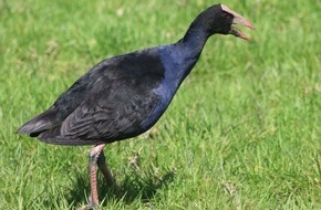 Universit&auml;t Konstanz: Die Sprache der Purpurh&uuml;hner, PI Nr. 07/2026