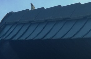 Polizeidirektion Mayen: POL-PDMY: Pillig (Maifeld) - Meldung über einen Pinguin auf dem Dach eines Wohnhauses