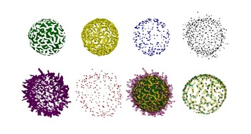 Albert-Ludwigs-Universität Freiburg: Neu entdeckte Oberflächenstrukturen könnten die Immunfunktion der B-Zellen besser erklären