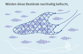 Marine Stewardship Council (MSC): Mehr Fisch bis 2050? / Aktuelle Analyse zeigt: Überfischung der Meere kostet uns jährlich wertvolles Protein für 72 Mio. Menschen