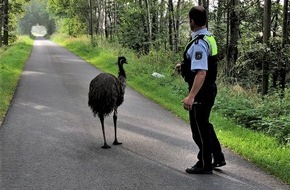 Kreispolizeibehörde Borken: POL-BOR: Borken - Entlaufenen Emu mit Futter gelockt