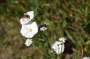 Bund für Umwelt und Naturschutz Deutschland e.V. (BUND): ++ Wildkräuter: Gute Eigenschaften trotz schlechtem Ruf - âBUND fordert zum Tag des Unkrauts Umdenken im Umgang mit Wildkräutern ++
