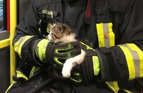 Feuerwehr Dortmund: FW-DO: Katze aus Motorraum eines Fahrzeugs gerettet