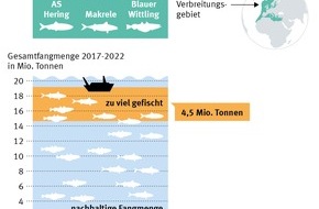 Marine Stewardship Council (MSC): Überfischung und politisches Missmanagement bringen den Hering an eine kritische Grenze / Fangmengen sollen um 44% sinken