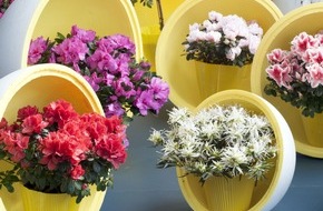 Blumenbüro: Azalee ist Zimmerpflanze des Monats Dezember / Mehr Blüte als Grün mit der farbenfrohen Azalee