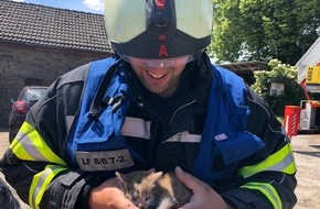 Feuerwehr Sprockhövel: FW-EN: Bildmaterial Brand Albringhauser Straße - Gerettetes Katzenbaby