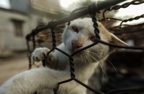 VIER PFOTEN - Stiftung für Tierschutz: Au Vietnam, QUATRE PATTES fait fermer un restaurant de viande de chat