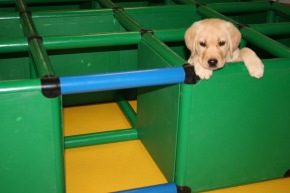 Blindenführhundeschule Allschwil: Neuste Erkenntnisse in der Verhaltensentwicklung von Hunden im Welpenalter