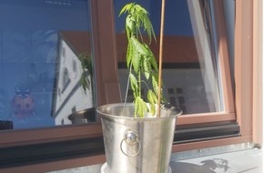 Polizeiinspektion Stralsund: POL-HST: Hanfpflanze auf dem Fensterbrett