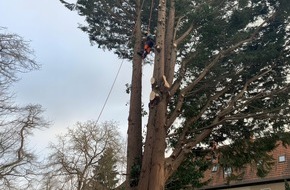 Baumpflege Kasper GmbH: Baumpilze zwischen nützlicher Symbiose und Parasitismus