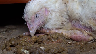 Ein Jahr Fleischskandal: Hühner leiden immer noch für Lidl-Qualfleisch