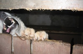 Deutscher Tierschutzbund e.V.: Dramatischer Tierschutzfall in Schleswig-Holstein: 67 Hunde und andere Tiere aus katastrophaler Haltung befreit