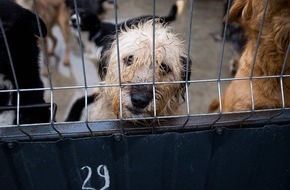 VIER PFOTEN - Stiftung für Tierschutz: QUATRE PATTES distribue plus de 60'000 repas aux chiens affamés de Moldavie