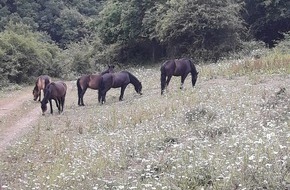 Edeka Südwest: Presse-Information: Exmoorpony-Projekt gewinnt beim Naturschutzwettbewerb „Unsere Heimat & Natur“