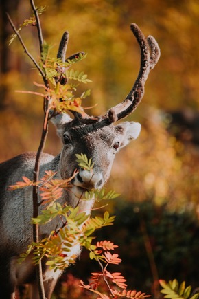 Ruska, Wald und Nordlicht: Warum der finnische Herbst eine Reise wert ist